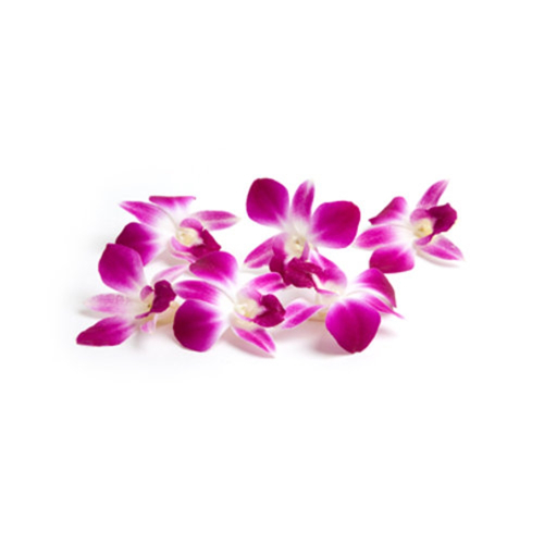 Kwiaty jadalne - storczyk 50 szt.